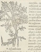 An illustration from Pedanii Dioscoridis Anazarbei, De medicinali materia, Libri sex Joanne Ruellio Suessionensi interprete. Cuilibet capiti additæ annotationes, eruditæ & compendiariæ, è selectiori medicorum promptuario. (1550)
