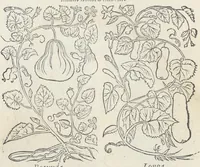 An illustration from Pedanii Dioscoridis Anazarbei, De medicinali materia, Libri sex Joanne Ruellio Suessionensi interprete. Cuilibet capiti additæ annotationes, eruditæ & compendiariæ, è selectiori medicorum promptuario. (1550)