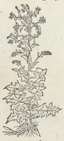 An illustration from Pedanii Dioscoridis Anazarbei, De medicinali materia, Libri sex Joanne Ruellio Suessionensi interprete. Cuilibet capiti additæ annotationes, eruditæ & compendiariæ, è selectiori medicorum promptuario. (1550)