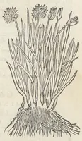 An illustration from Pedanii Dioscoridis Anazarbei, De medicinali materia, Libri sex Joanne Ruellio Suessionensi interprete. Cuilibet capiti additæ annotationes, eruditæ & compendiariæ, è selectiori medicorum promptuario. (1550)