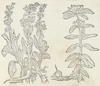 An illustration from Pedanii Dioscoridis Anazarbei, De medicinali materia, Libri sex Joanne Ruellio Suessionensi interprete. Cuilibet capiti additæ annotationes, eruditæ & compendiariæ, è selectiori medicorum promptuario. (1550)