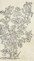An illustration from Pedanii Dioscoridis Anazarbei, De medicinali materia, Libri sex Joanne Ruellio Suessionensi interprete. Cuilibet capiti additæ annotationes, eruditæ & compendiariæ, è selectiori medicorum promptuario. (1550)