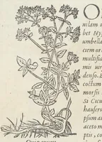 An illustration from Pedanii Dioscoridis Anazarbei, De medicinali materia, Libri sex Joanne Ruellio Suessionensi interprete. Cuilibet capiti additæ annotationes, eruditæ & compendiariæ, è selectiori medicorum promptuario. (1550)