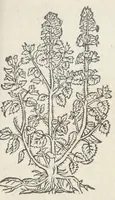 An illustration from Pedanii Dioscoridis Anazarbei, De medicinali materia, Libri sex Joanne Ruellio Suessionensi interprete. Cuilibet capiti additæ annotationes, eruditæ & compendiariæ, è selectiori medicorum promptuario. (1550)