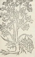 An illustration from Pedanii Dioscoridis Anazarbei, De medicinali materia, Libri sex Joanne Ruellio Suessionensi interprete. Cuilibet capiti additæ annotationes, eruditæ & compendiariæ, è selectiori medicorum promptuario. (1550)