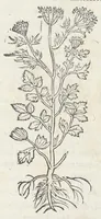 An illustration from Pedanii Dioscoridis Anazarbei, De medicinali materia, Libri sex Joanne Ruellio Suessionensi interprete. Cuilibet capiti additæ annotationes, eruditæ & compendiariæ, è selectiori medicorum promptuario. (1550)
