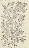 An illustration from Pedanii Dioscoridis Anazarbei, De medicinali materia, Libri sex Joanne Ruellio Suessionensi interprete. Cuilibet capiti additæ annotationes, eruditæ & compendiariæ, è selectiori medicorum promptuario. (1550)