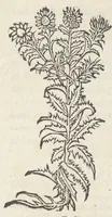 An illustration from Pedanii Dioscoridis Anazarbei, De medicinali materia, Libri sex Joanne Ruellio Suessionensi interprete. Cuilibet capiti additæ annotationes, eruditæ & compendiariæ, è selectiori medicorum promptuario. (1550)