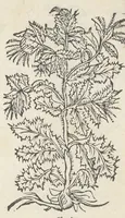 An illustration from Pedanii Dioscoridis Anazarbei, De medicinali materia, Libri sex Joanne Ruellio Suessionensi interprete. Cuilibet capiti additæ annotationes, eruditæ & compendiariæ, è selectiori medicorum promptuario. (1550)