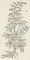 An illustration from Pedanii Dioscoridis Anazarbei, De medicinali materia, Libri sex Joanne Ruellio Suessionensi interprete. Cuilibet capiti additæ annotationes, eruditæ & compendiariæ, è selectiori medicorum promptuario. (1550)