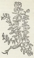 An illustration from Pedanii Dioscoridis Anazarbei, De medicinali materia, Libri sex Joanne Ruellio Suessionensi interprete. Cuilibet capiti additæ annotationes, eruditæ & compendiariæ, è selectiori medicorum promptuario. (1550)