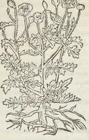 An illustration from Pedanii Dioscoridis Anazarbei, De medicinali materia, Libri sex Joanne Ruellio Suessionensi interprete. Cuilibet capiti additæ annotationes, eruditæ & compendiariæ, è selectiori medicorum promptuario. (1550)