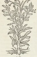 An illustration from Pedanii Dioscoridis Anazarbei, De medicinali materia, Libri sex Joanne Ruellio Suessionensi interprete. Cuilibet capiti additæ annotationes, eruditæ & compendiariæ, è selectiori medicorum promptuario. (1550)
