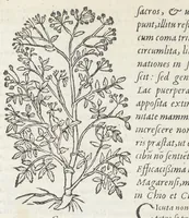 An illustration from Pedanii Dioscoridis Anazarbei, De medicinali materia, Libri sex Joanne Ruellio Suessionensi interprete. Cuilibet capiti additæ annotationes, eruditæ & compendiariæ, è selectiori medicorum promptuario. (1550)