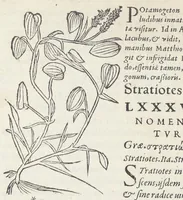 An illustration from Pedanii Dioscoridis Anazarbei, De medicinali materia, Libri sex Joanne Ruellio Suessionensi interprete. Cuilibet capiti additæ annotationes, eruditæ & compendiariæ, è selectiori medicorum promptuario. (1550)