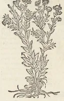 An illustration from Pedanii Dioscoridis Anazarbei, De medicinali materia, Libri sex Joanne Ruellio Suessionensi interprete. Cuilibet capiti additæ annotationes, eruditæ & compendiariæ, è selectiori medicorum promptuario. (1550)