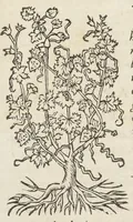 An illustration from Pedanii Dioscoridis Anazarbei, De medicinali materia, Libri sex Joanne Ruellio Suessionensi interprete. Cuilibet capiti additæ annotationes, eruditæ & compendiariæ, è selectiori medicorum promptuario. (1550)