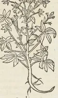 An illustration from Pedanii Dioscoridis Anazarbei, De medicinali materia, Libri sex Joanne Ruellio Suessionensi interprete. Cuilibet capiti additæ annotationes, eruditæ & compendiariæ, è selectiori medicorum promptuario. (1550)