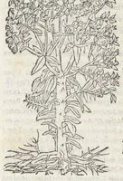 An illustration from Pedanii Dioscoridis Anazarbei, De medicinali materia, Libri sex Joanne Ruellio Suessionensi interprete. Cuilibet capiti additæ annotationes, eruditæ & compendiariæ, è selectiori medicorum promptuario. (1550)