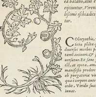 An illustration from Pedanii Dioscoridis Anazarbei, De medicinali materia, Libri sex Joanne Ruellio Suessionensi interprete. Cuilibet capiti additæ annotationes, eruditæ & compendiariæ, è selectiori medicorum promptuario. (1550)