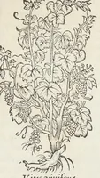 An illustration from Pedanii Dioscoridis Anazarbei, De medicinali materia, Libri sex Joanne Ruellio Suessionensi interprete. Cuilibet capiti additæ annotationes, eruditæ & compendiariæ, è selectiori medicorum promptuario. (1550)