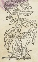 An illustration from Pedanii Dioscoridis Anazarbei, De medicinali materia, Libri sex Joanne Ruellio Suessionensi interprete. Cuilibet capiti additæ annotationes, eruditæ & compendiariæ, è selectiori medicorum promptuario. (1550)