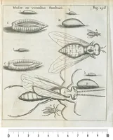 An illustration from Francisci Redi... experimenta circa generationem insectorum ad nobilissimum virum Carolum Dati. (1671)