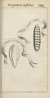 Picture 5 of 17 from Francisci Redi... experimenta circa generationem insectorum ad nobilissimum virum Carolum Dati. (1671), leaf 336