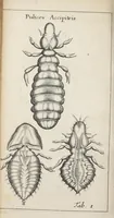 An illustration from Francisci Redi... experimenta circa generationem insectorum ad nobilissimum virum Carolum Dati. (1671)