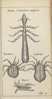 An illustration from Francisci Redi... experimenta circa generationem insectorum ad nobilissimum virum Carolum Dati. (1671)