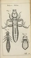 An illustration from Francisci Redi... experimenta circa generationem insectorum ad nobilissimum virum Carolum Dati. (1671)