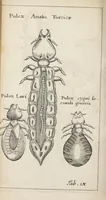 An illustration from Francisci Redi... experimenta circa generationem insectorum ad nobilissimum virum Carolum Dati. (1671)