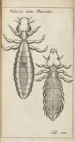 An illustration from Francisci Redi... experimenta circa generationem insectorum ad nobilissimum virum Carolum Dati. (1671)