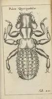 An illustration from Francisci Redi... experimenta circa generationem insectorum ad nobilissimum virum Carolum Dati. (1671)