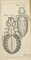 An illustration from Francisci Redi... experimenta circa generationem insectorum ad nobilissimum virum Carolum Dati. (1671)