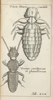Picture 14 of 17 from Francisci Redi... experimenta circa generationem insectorum ad nobilissimum virum Carolum Dati. (1671), leaf 415