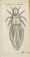 Picture 15 of 17 from Francisci Redi... experimenta circa generationem insectorum ad nobilissimum virum Carolum Dati. (1671), leaf 416