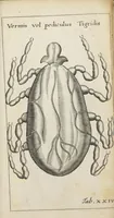 An illustration from Francisci Redi... experimenta circa generationem insectorum ad nobilissimum virum Carolum Dati. (1671)