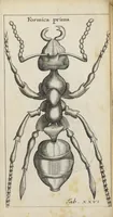 An illustration from Francisci Redi... experimenta circa generationem insectorum ad nobilissimum virum Carolum Dati. (1671)