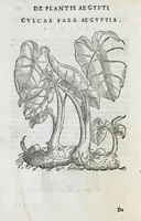 Picture 34 of 47 from Prosperi Alpini De plantis Aegypti liber. In quo non pauci, qui circa herbarum materiam irrepserunt, errores, deprehenduntur, quorum causa hactenus multa medicamenta ad usum medicine admodum expetenda, plerisque medicorum, non sine artis iactura, occulta, atque obsoleta iacuerunt... Accessit etiam liber de balsamo aliàs editus (1592), leaf 100