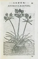 An illustration from Prosperi Alpini De plantis Aegypti liber. In quo non pauci, qui circa herbarum materiam irrepserunt, errores, deprehenduntur, quorum causa hactenus multa medicamenta ad usum medicine admodum expetenda, plerisque medicorum, non sine artis iactura, occulta, atque obsoleta iacuerunt... Accessit etiam liber de balsamo aliàs editus (1592)