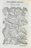 Picture 37 of 47 from Prosperi Alpini De plantis Aegypti liber. In quo non pauci, qui circa herbarum materiam irrepserunt, errores, deprehenduntur, quorum causa hactenus multa medicamenta ad usum medicine admodum expetenda, plerisque medicorum, non sine artis iactura, occulta, atque obsoleta iacuerunt... Accessit etiam liber de balsamo aliàs editus (1592), leaf 112