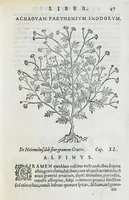Picture 38 of 47 from Prosperi Alpini De plantis Aegypti liber. In quo non pauci, qui circa herbarum materiam irrepserunt, errores, deprehenduntur, quorum causa hactenus multa medicamenta ad usum medicine admodum expetenda, plerisque medicorum, non sine artis iactura, occulta, atque obsoleta iacuerunt... Accessit etiam liber de balsamo aliàs editus (1592), leaf 115