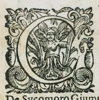 Picture 3 of 47 from Prosperi Alpini De plantis Aegypti liber. In quo non pauci, qui circa herbarum materiam irrepserunt, errores, deprehenduntur, quorum causa hactenus multa medicamenta ad usum medicine admodum expetenda, plerisque medicorum, non sine artis iactura, occulta, atque obsoleta iacuerunt... Accessit etiam liber de balsamo aliàs editus (1592), leaf 12