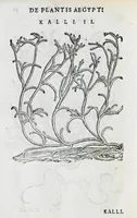 Picture 40 of 47 from Prosperi Alpini De plantis Aegypti liber. In quo non pauci, qui circa herbarum materiam irrepserunt, errores, deprehenduntur, quorum causa hactenus multa medicamenta ad usum medicine admodum expetenda, plerisque medicorum, non sine artis iactura, occulta, atque obsoleta iacuerunt... Accessit etiam liber de balsamo aliàs editus (1592), leaf 122