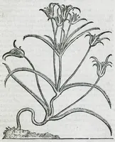 An illustration from Prosperi Alpini De plantis Aegypti liber. In quo non pauci, qui circa herbarum materiam irrepserunt, errores, deprehenduntur, quorum causa hactenus multa medicamenta ad usum medicine admodum expetenda, plerisque medicorum, non sine artis iactura, occulta, atque obsoleta iacuerunt... Accessit etiam liber de balsamo aliàs editus (1592)
