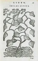 Picture 42 of 47 from Prosperi Alpini De plantis Aegypti liber. In quo non pauci, qui circa herbarum materiam irrepserunt, errores, deprehenduntur, quorum causa hactenus multa medicamenta ad usum medicine admodum expetenda, plerisque medicorum, non sine artis iactura, occulta, atque obsoleta iacuerunt... Accessit etiam liber de balsamo aliàs editus (1592), leaf 133