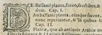 An illustration from Prosperi Alpini De plantis Aegypti liber. In quo non pauci, qui circa herbarum materiam irrepserunt, errores, deprehenduntur, quorum causa hactenus multa medicamenta ad usum medicine admodum expetenda, plerisque medicorum, non sine artis iactura, occulta, atque obsoleta iacuerunt... Accessit etiam liber de balsamo aliàs editus (1592)