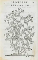 Picture 47 of 47 from Prosperi Alpini De plantis Aegypti liber. In quo non pauci, qui circa herbarum materiam irrepserunt, errores, deprehenduntur, quorum causa hactenus multa medicamenta ad usum medicine admodum expetenda, plerisque medicorum, non sine artis iactura, occulta, atque obsoleta iacuerunt... Accessit etiam liber de balsamo aliàs editus (1592), leaf 177
