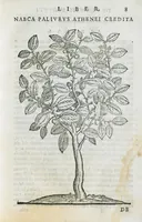 Picture 9 of 47 from Prosperi Alpini De plantis Aegypti liber. In quo non pauci, qui circa herbarum materiam irrepserunt, errores, deprehenduntur, quorum causa hactenus multa medicamenta ad usum medicine admodum expetenda, plerisque medicorum, non sine artis iactura, occulta, atque obsoleta iacuerunt... Accessit etiam liber de balsamo aliàs editus (1592), leaf 29